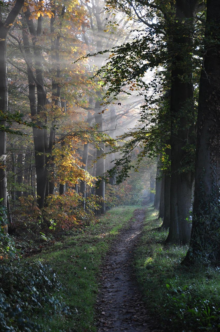 path, forest, trees-365541.jpg